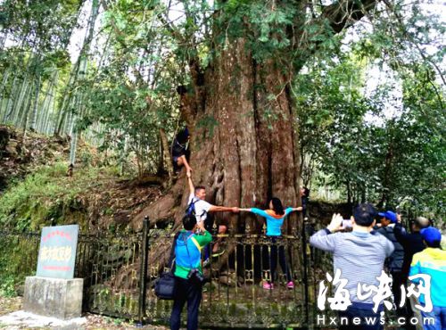圖:福建將樂發現全球最大野生紅豆杉,七位成年人方能環抱。