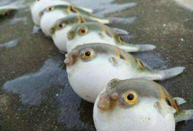 野生河豚有毒 請(qǐng)勿“拼死吃河豚”