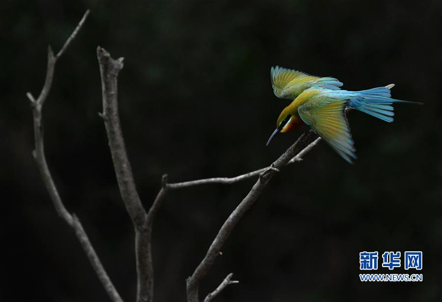 (美麗中國)(1)栗喉蜂虎廈門安“家”