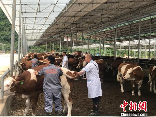 廣西牽住產業扶貧“牛鼻子”助推貧困地區開通“致富快車”