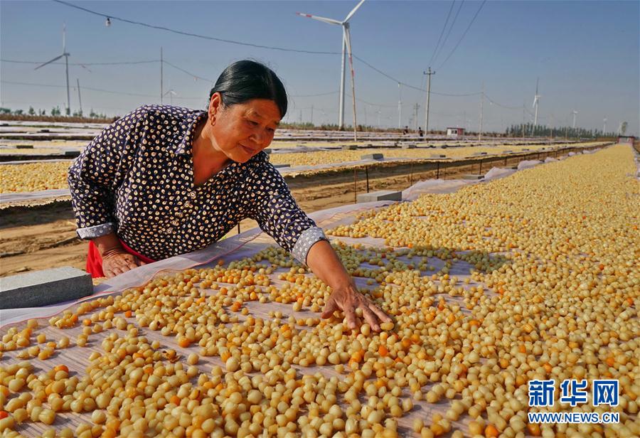 (經濟)(1)河北昌黎:可持續扇貝養殖助環保漁業雙贏