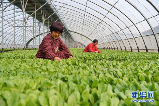 (經濟)(2)河北巨鹿:忙育苗 助春耕