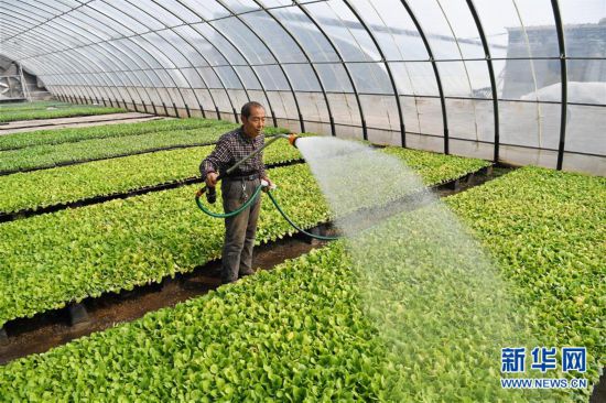(經濟)(3)河北巨鹿:忙育苗 助春耕