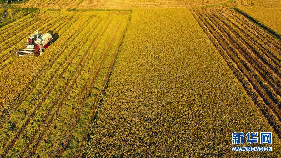 #(經(jīng)濟(jì))(2)立夏農(nóng)忙