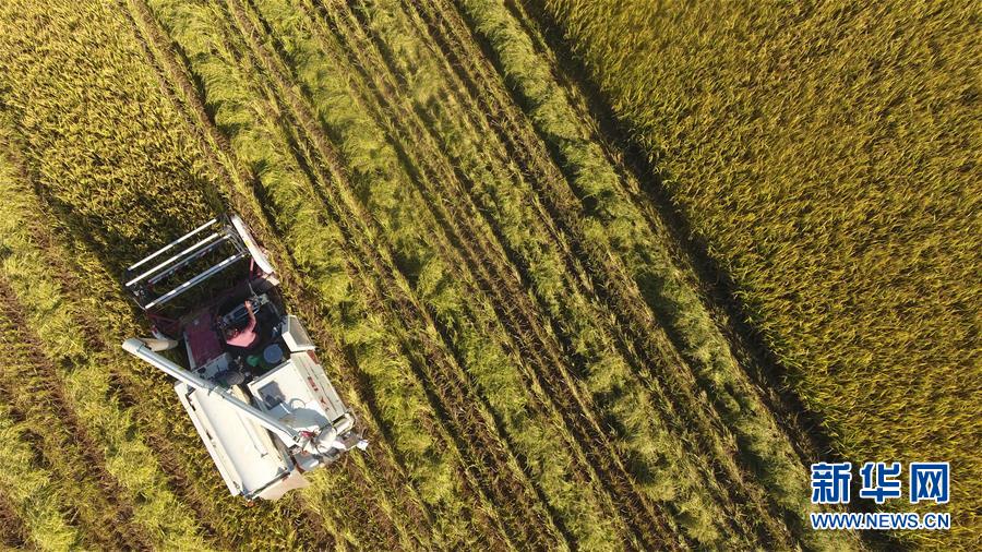 #(經(jīng)濟(jì))(3)立夏農(nóng)忙