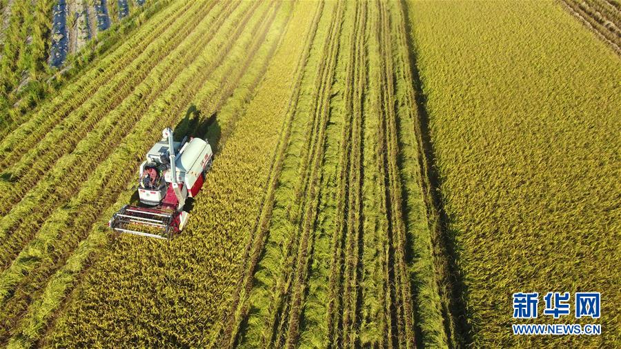 #(經(jīng)濟(jì))(4)立夏農(nóng)忙