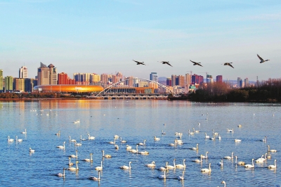 聽,是誰在唱歌!三門峽黃河庫區(qū)天鵝起舞