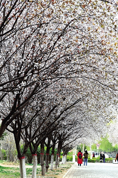 游客太多高校無奈限車限人 免費(fèi)看花你夠文明嗎?