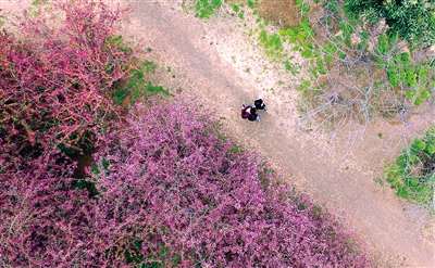 游客太多高校無奈限車限人 免費(fèi)看花你夠文明嗎?
