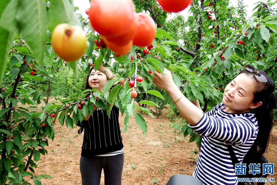 河南新安溝域經(jīng)濟帶火櫻桃產(chǎn)業(yè) 河南新安溝域經(jīng)濟帶火櫻桃產(chǎn)業(yè)