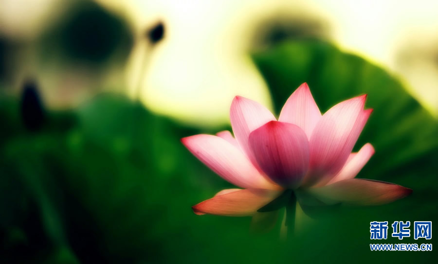 夏日觀荷正當時 夏日觀荷正當時