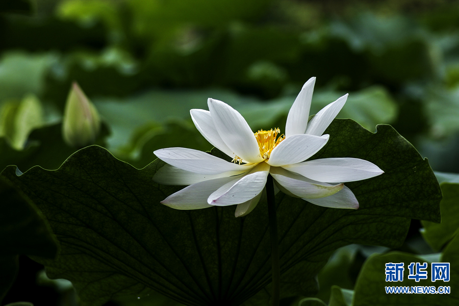 夏日觀荷正當時 夏日觀荷正當時