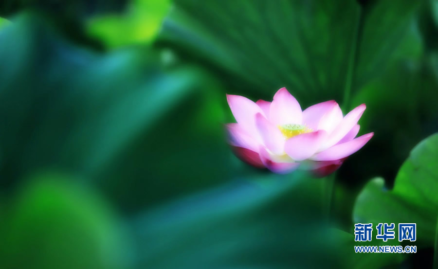 夏日觀荷正當時 夏日觀荷正當時