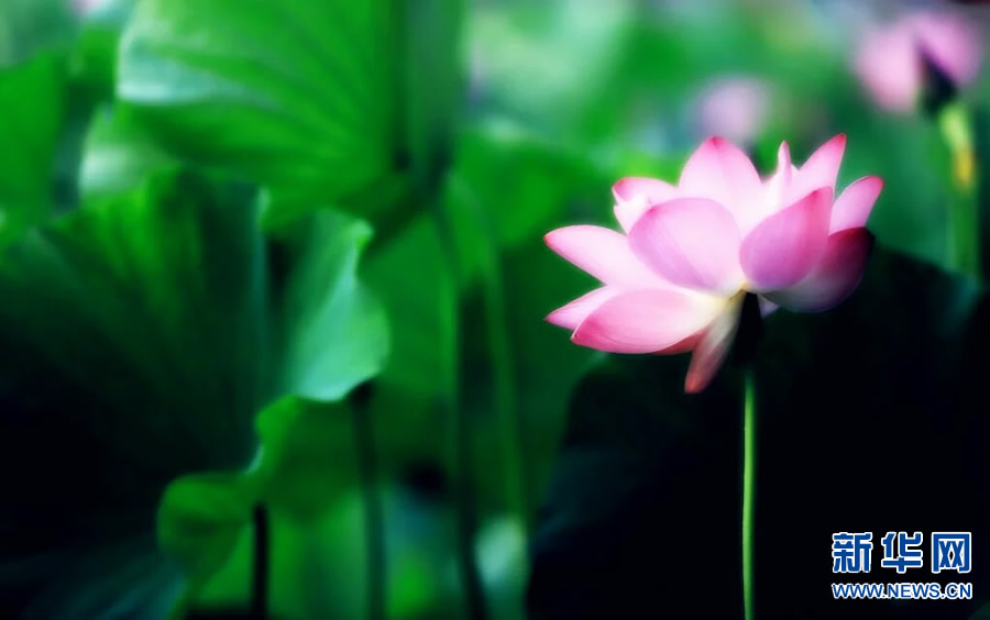 夏日觀荷正當時 夏日觀荷正當時