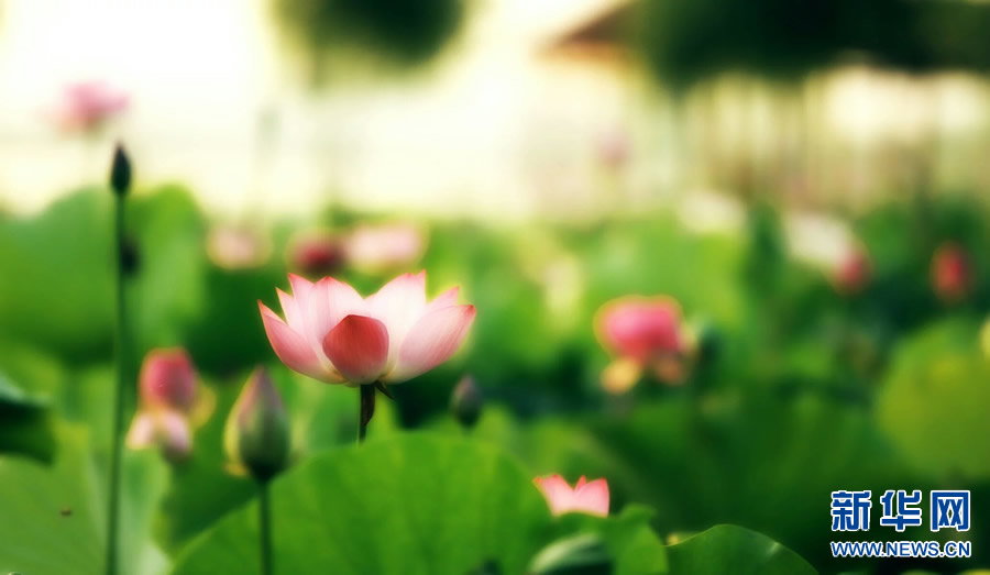 夏日觀荷正當時 夏日觀荷正當時