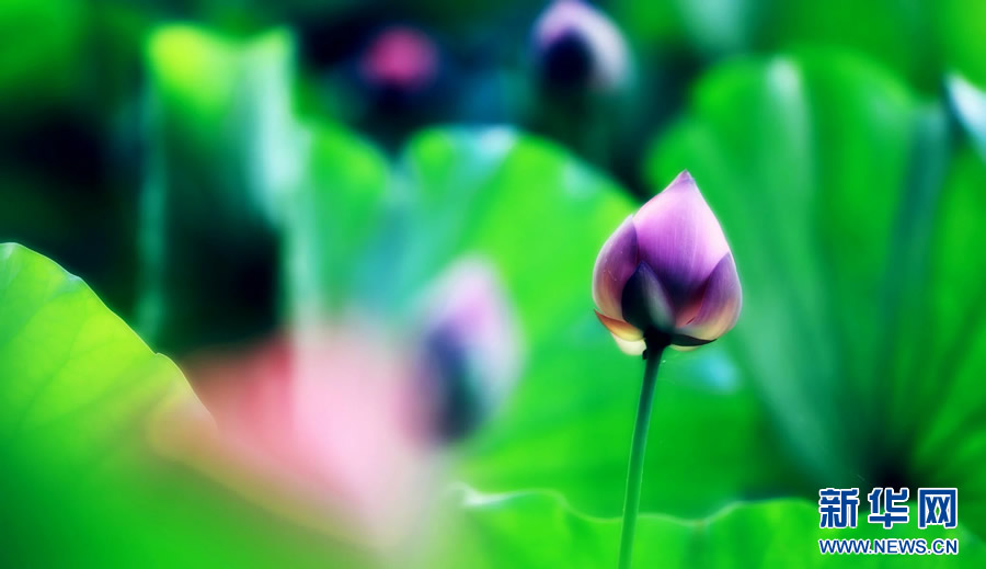 夏日觀荷正當時 夏日觀荷正當時