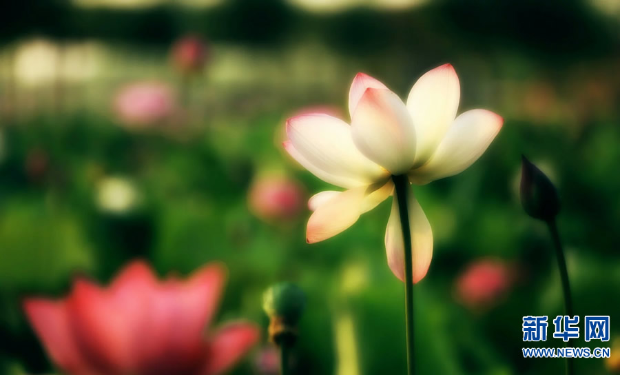 夏日觀荷正當時 夏日觀荷正當時