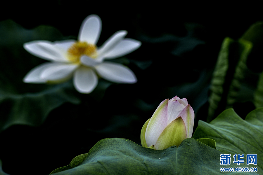 夏日觀荷正當時 夏日觀荷正當時