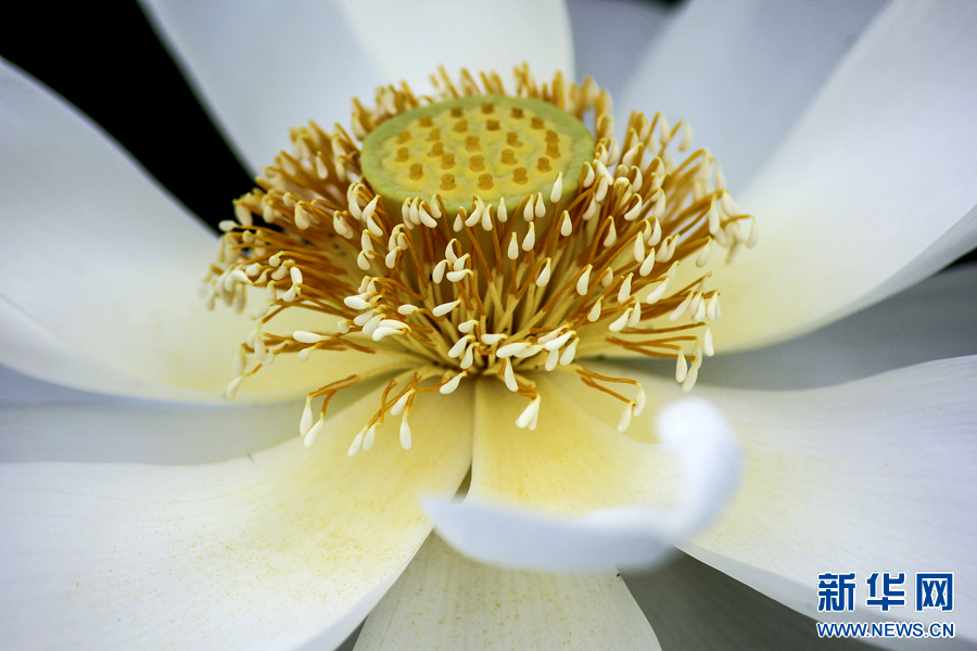 夏日觀荷正當時 夏日觀荷正當時