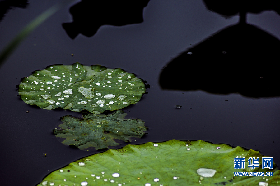 夏日觀荷正當時 夏日觀荷正當時
