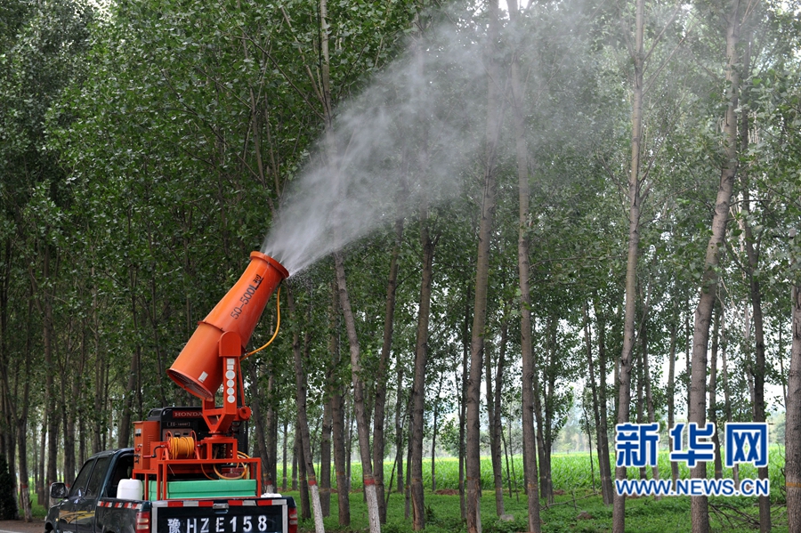 沁陽(yáng):人工圍剿楊樹食葉害蟲 沁陽(yáng):人工圍剿楊樹食葉害蟲