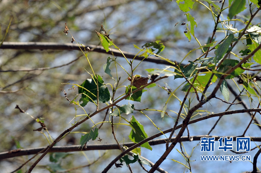 沁陽(yáng):人工圍剿楊樹食葉害蟲 沁陽(yáng):人工圍剿楊樹食葉害蟲