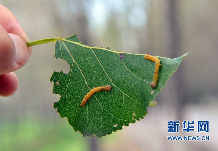 沁陽(yáng):人工圍剿楊樹食葉害蟲 沁陽(yáng):人工圍剿楊樹食葉害蟲