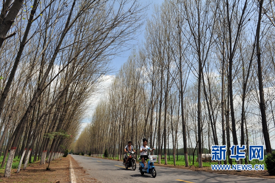 沁陽(yáng):人工圍剿楊樹食葉害蟲 沁陽(yáng):人工圍剿楊樹食葉害蟲