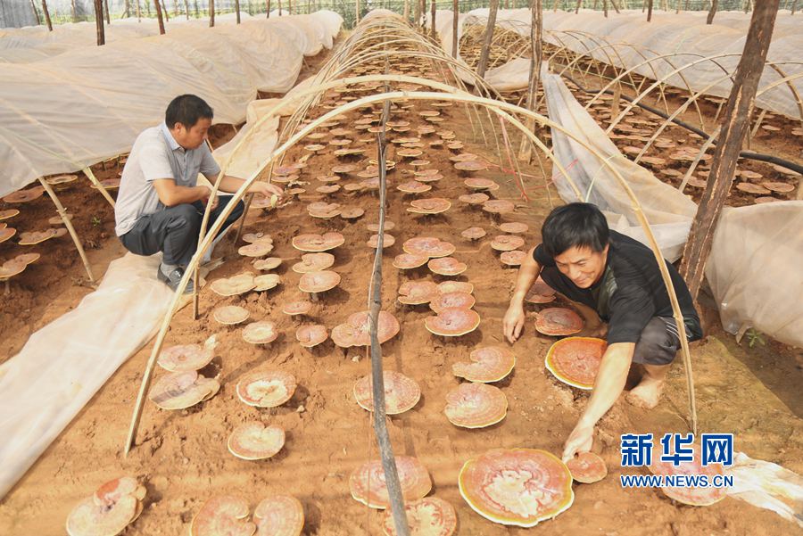河南汝陽:種植靈芝發(fā)展特色農(nóng)業(yè) 河南汝陽:種植靈芝發(fā)展特色農(nóng)業(yè)