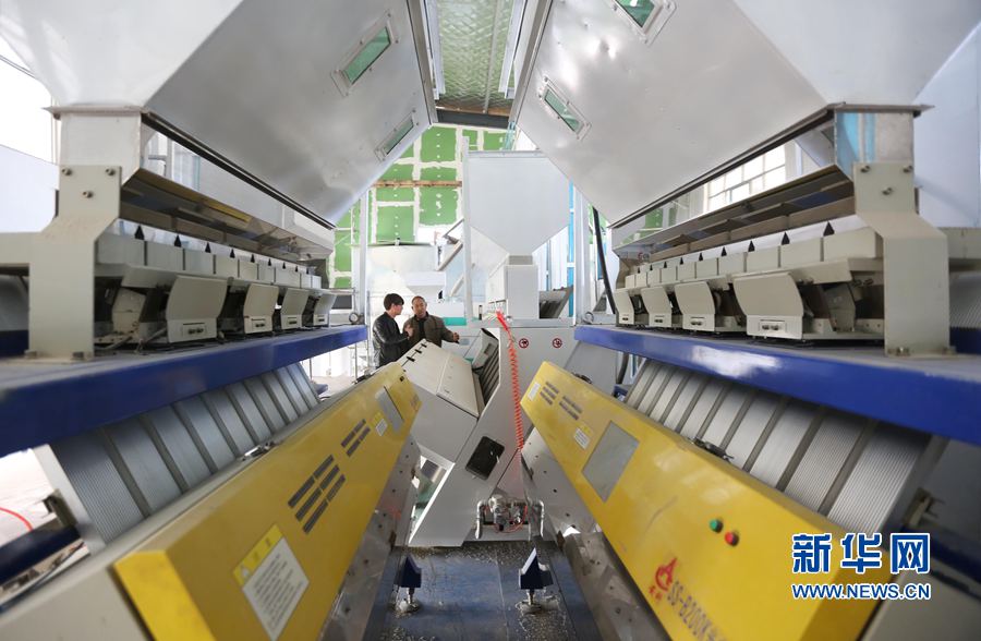 河南武陟:稻米香飄“航空港” 河南武陟:稻米香飄“航空港”