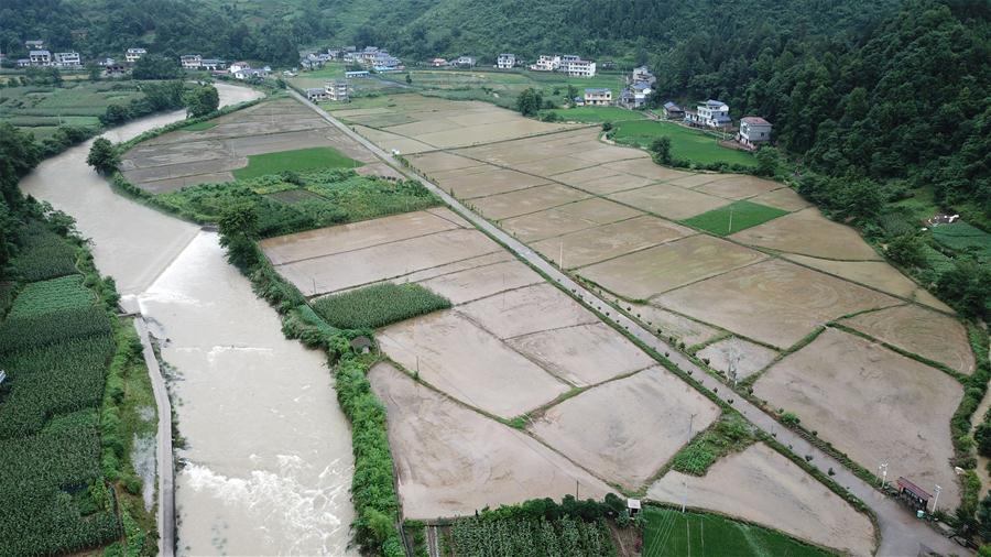 (防汛抗洪)(5)湖南桑植受強(qiáng)降雨影響 農(nóng)作物大面積受災(zāi)