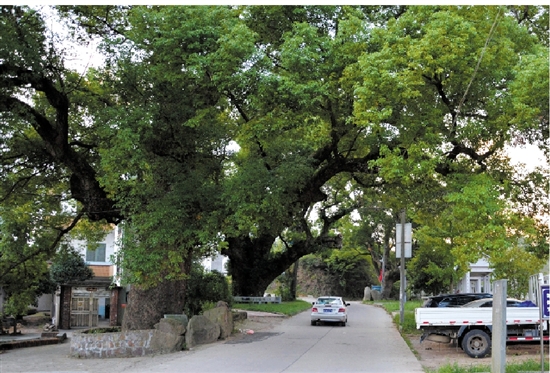 村里多是這樣的古樹,需要七八個(gè)人才能環(huán)抱。