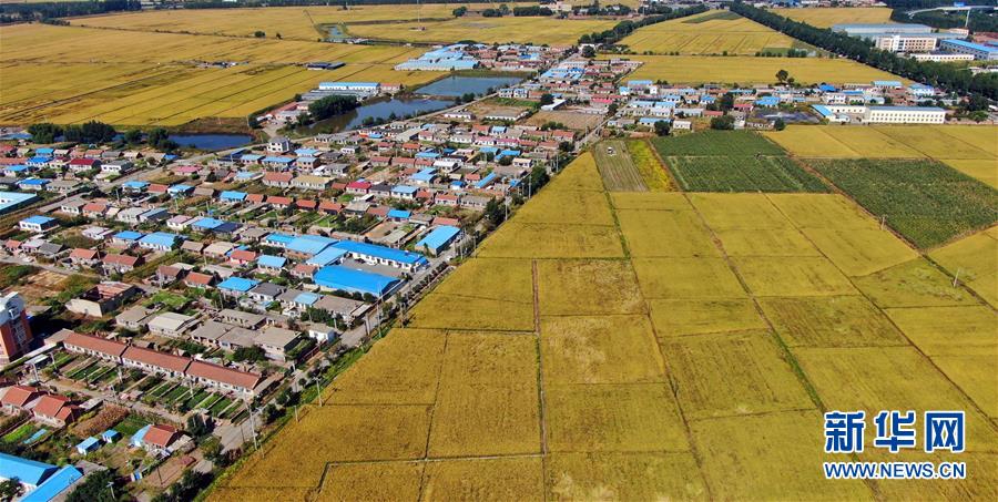 (社會)(1)瞰豐收——稻谷飄香秋收忙