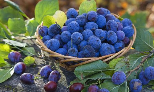 腦白金都弱爆了,多吃這15種天然食物才最補(bǔ)腦!