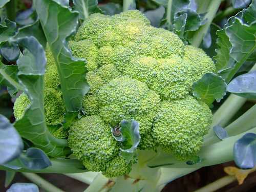 腦白金都弱爆了,多吃這15種天然食物才最補(bǔ)腦!