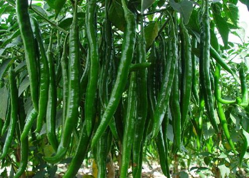 腦白金都弱爆了,多吃這15種天然食物才最補(bǔ)腦!