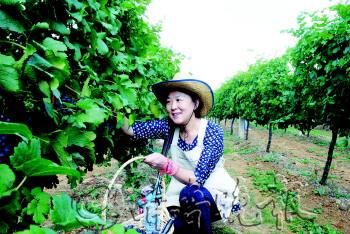 采摘園內讀者感受到了采摘的樂趣。