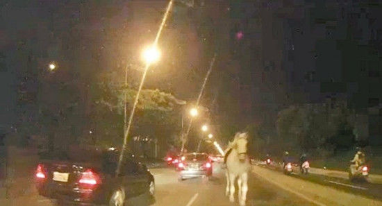 兩匹馬逃離馬場(chǎng)撞斷轎車后視鏡闖完禍“回家”