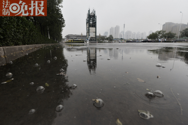 #法制晚報快訊#(記者朱天龍 攝影劉暢)對于下雨水中泡沫的問題,之前媒體報道稱,有專家表示更可能是因為長時間不下雨,路面溫度很高。下了雨之后,地面上就會有氣體出來,里面就會有氣泡,看著像泡沫,其實就是連成片了特別細的氣泡,雨一停就沒有了。然而今天上午下雨過程中,記者在輕軌終點站附近一塊從未被汽車碾壓過的積水中看到,每當有水滴從上方樹木凝聚滴入積水時,就會激起許多大號的氣泡,直徑在2-3公分左右 ,而且很不易破漏,似乎水質具有一定的粘黏性。同時記者在拍攝照片時,一些水滴沾到眼皮上,會有種火辣的感覺。