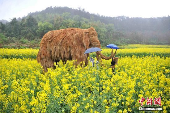 重慶油菜花地擺放大型稻草動物 吸眼球