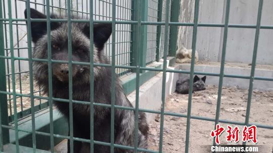 北京懷柔放生狐貍事件組織者找到 共放生380只