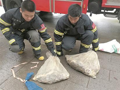 六七十條蛇突現武漢街頭嚇壞市民 將分批放生