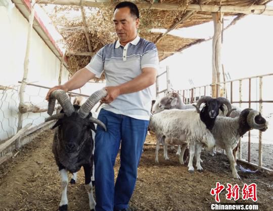 新疆焉耆縣一養殖園現多只四角綿羊吸引圍觀(圖)