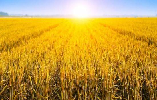 把握大勢重“三農(nóng)”——