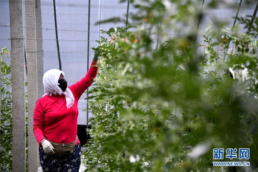 (經(jīng)濟)(2)山東寒亭:現(xiàn)代農(nóng)業(yè)產(chǎn)業(yè)園里恢復(fù)生產(chǎn)忙