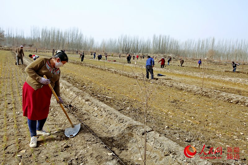 庫車市阿拉哈格鎮(zhèn)喬喀博斯坦村村民在田間地頭修整麥田灌溉渠。尼亞孜·熱合曼 攝